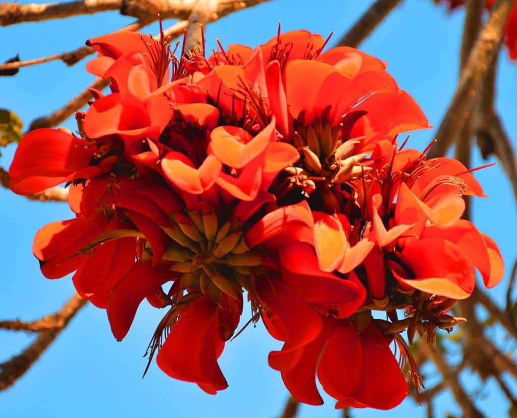 Erythrina_Coral_Tree