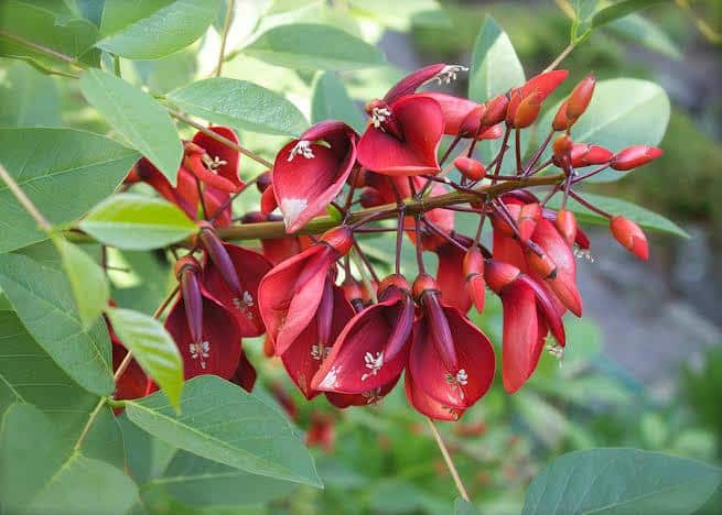 Erythrina_crista-galli_Cockspur_Coral_Tree