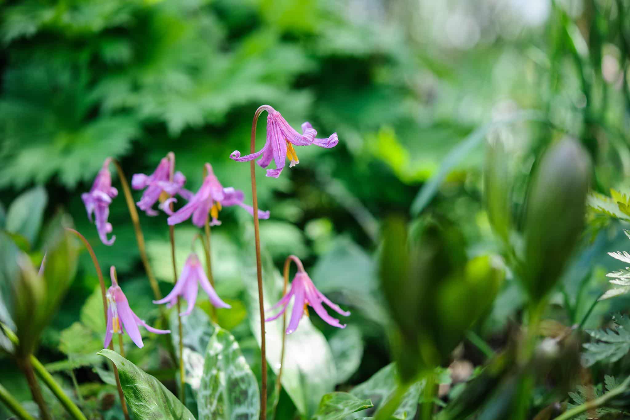 Erythronium_Dogs_Tooth_Violet