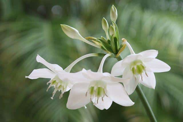 Eucharis_Amazon_Lily