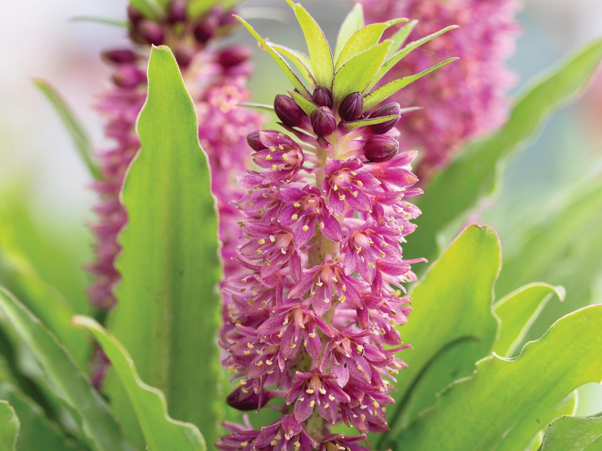 Eucomis_Pineapple_Lily