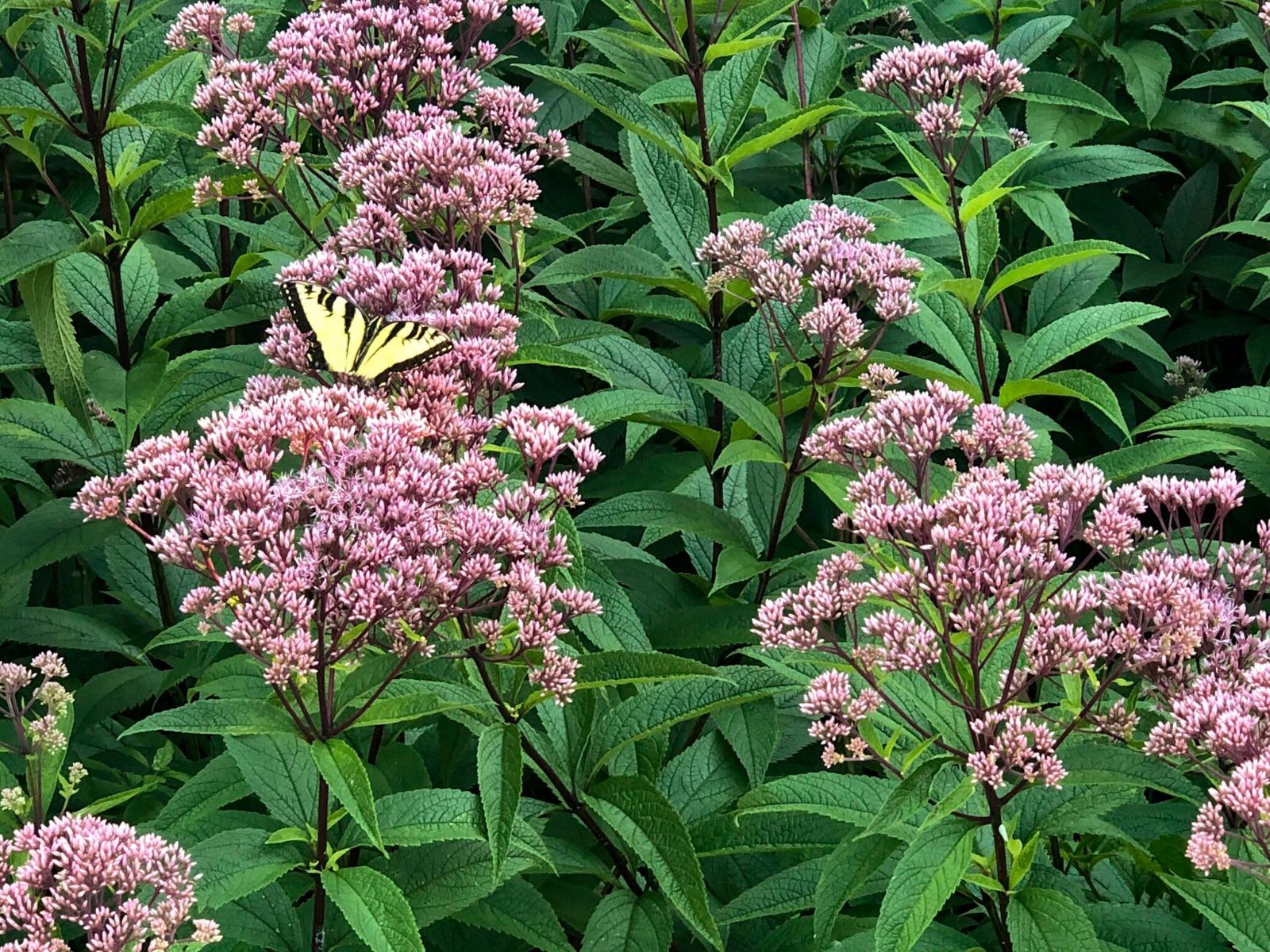 Eupatorium_Joe-Pye_Weed