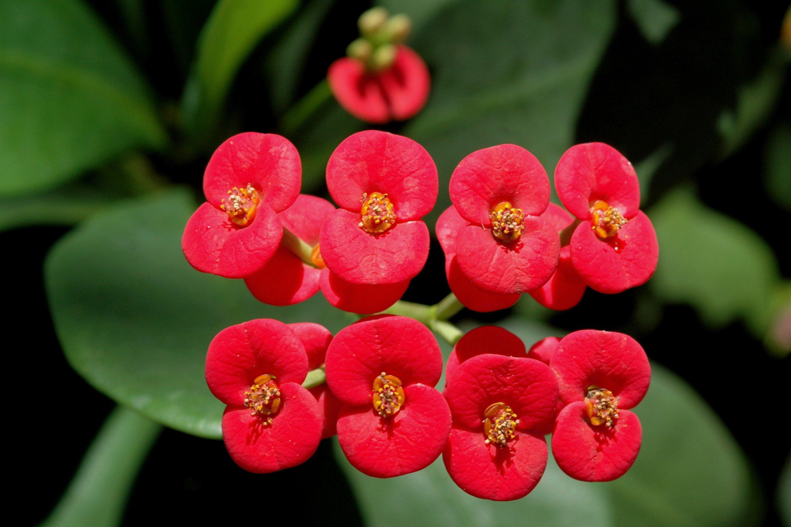 Euphorbia_milii_Crown_of_Thorns