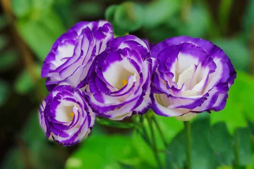 Eustoma_Lisianthus