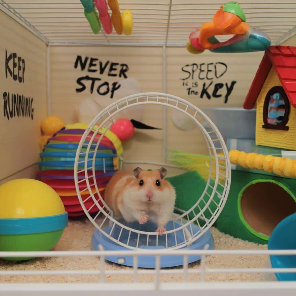 General_Hamster_Puns