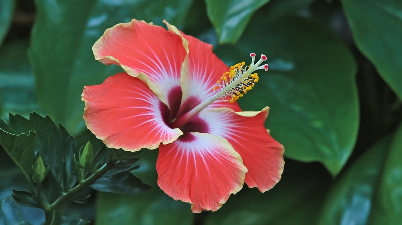 Hawaiian Hibiscus