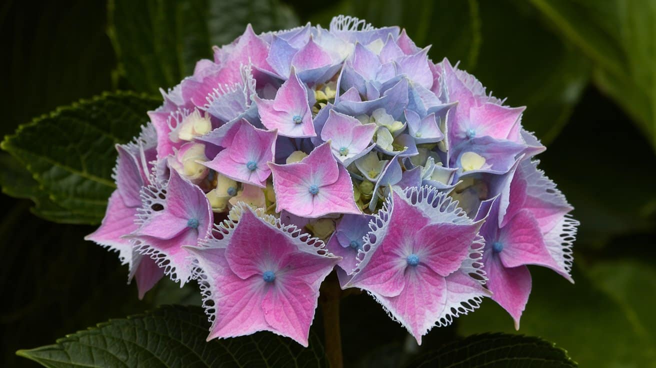 Hydrangea macrophylla