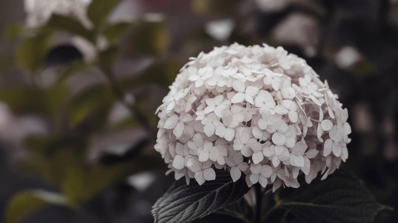 Hydrangea paniculata