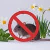 Plants That Naturally Repel Rats from Your Home