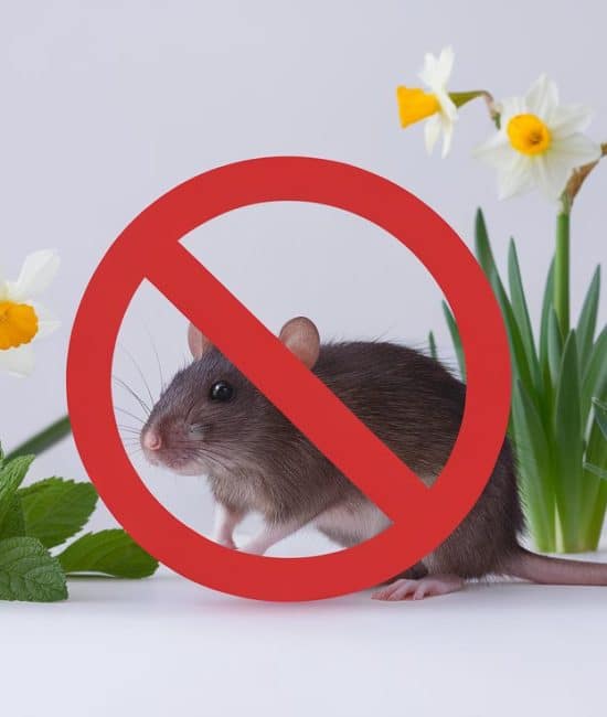 Plants That Naturally Repel Rats from Your Home