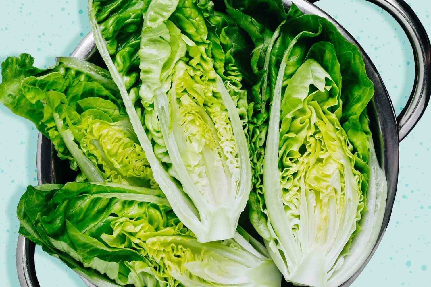 Romaine_Lettuce