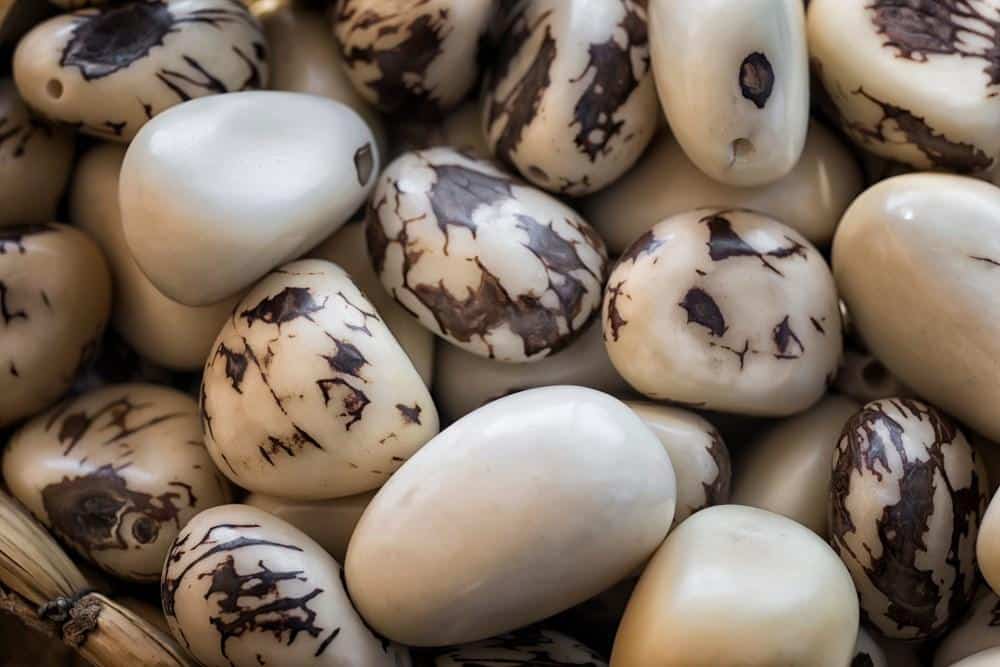 Tagua_Nut_Vegetable_Ivory