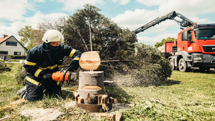 Tree removal and cleanup: A crucial part of eco-friendly demolition