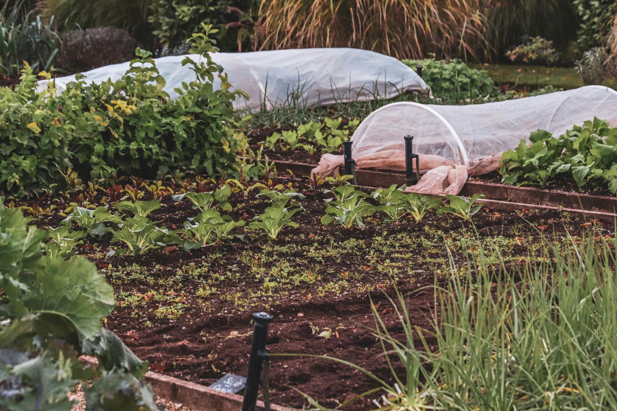 Integrating Chickens and Solar: A Sustainable Synergy