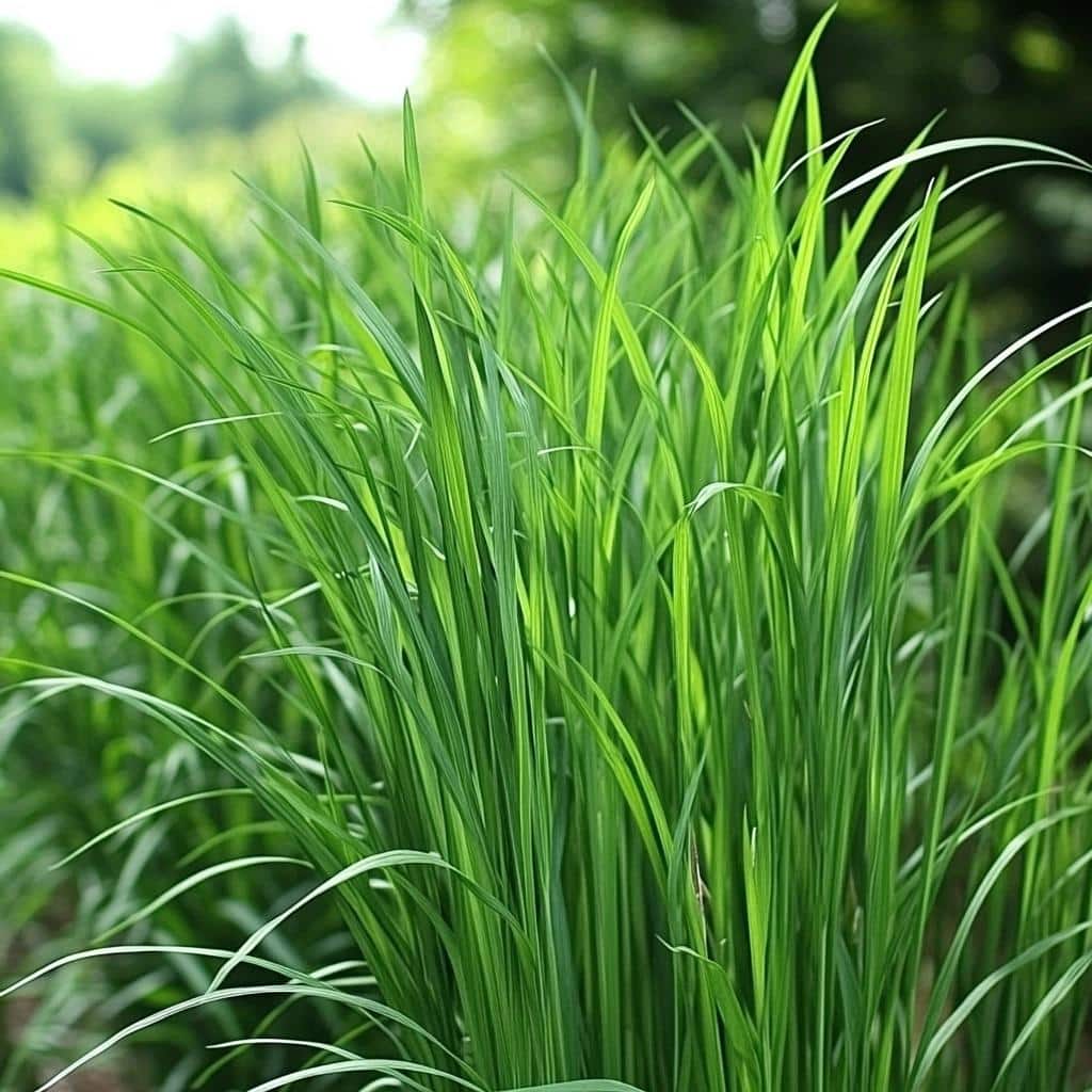 Citronella_Grass