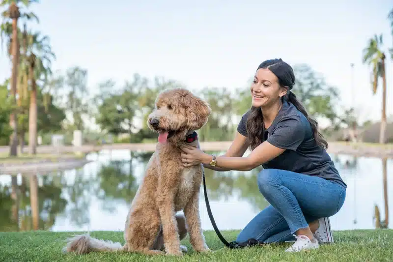 Introduction to Remote Dog Training Collars