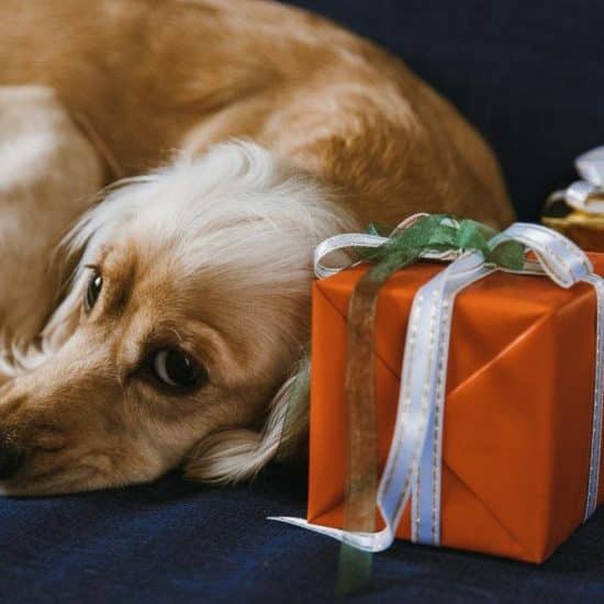 How to Celebrate Special Occasions With Your Pets?