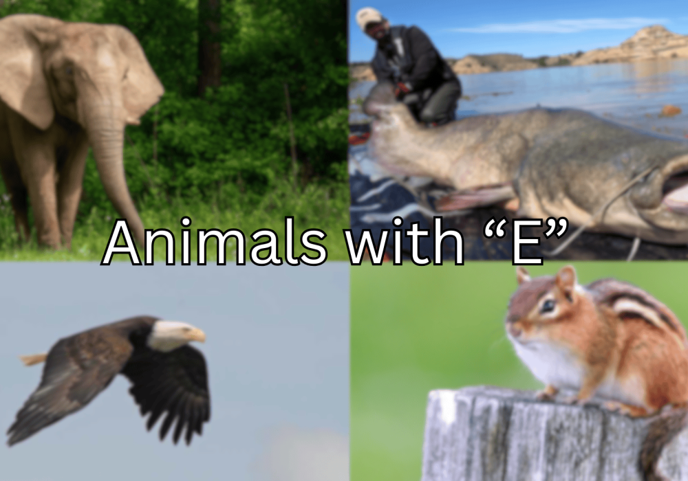 133 Animals Starting With Letter 'E'