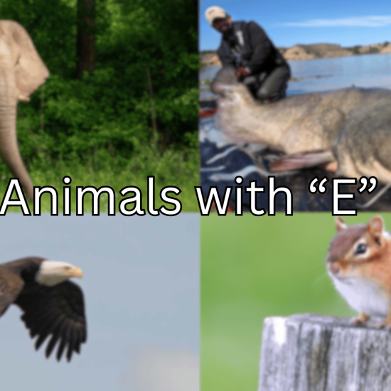133 Animals Starting With Letter 'E'