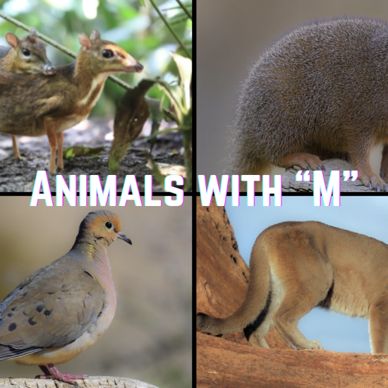 198 Animals that Start with The Letter "M"