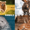 209 Animals That Start With the Letter "D"