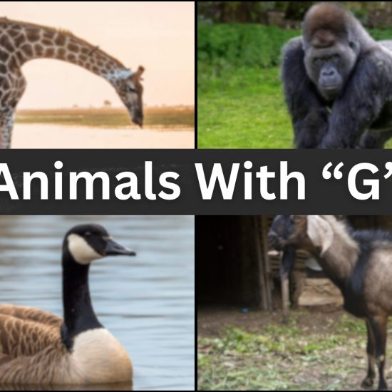 297 Animals Start With The Letter "G"