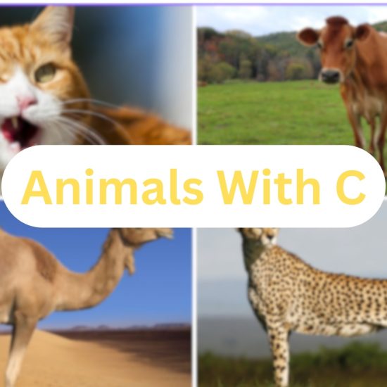 371 Common and Special Animals with the Letter "C"