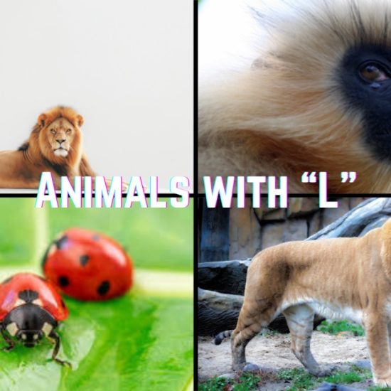 Animal Names that Start With The Letter "L"