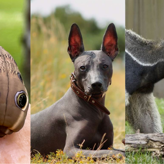 Animals That Start With X: List and Fun Facts