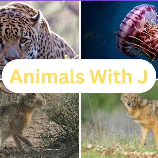Animals That Start with The Letter "J"