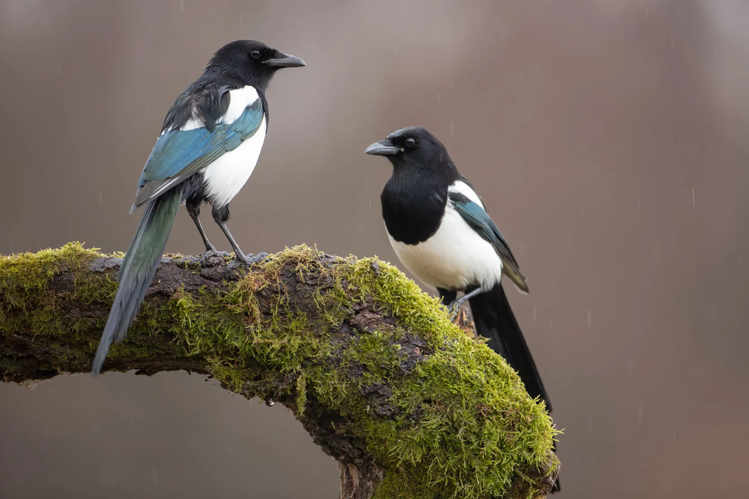 Magpie