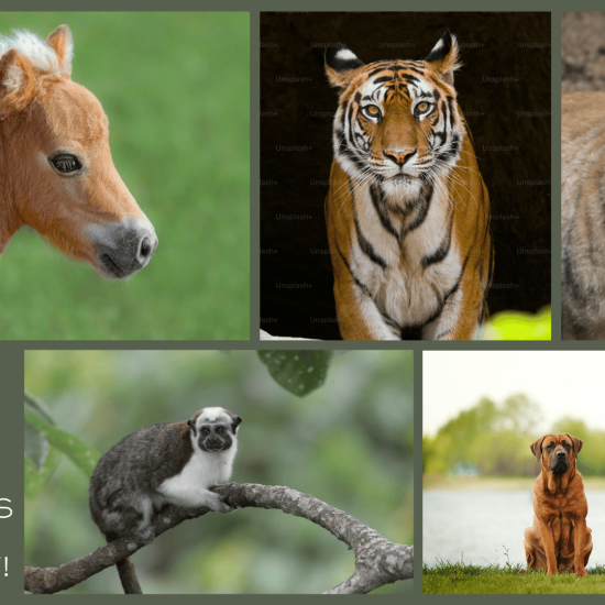 Mammals with 'T' Names You Didn't Know About!