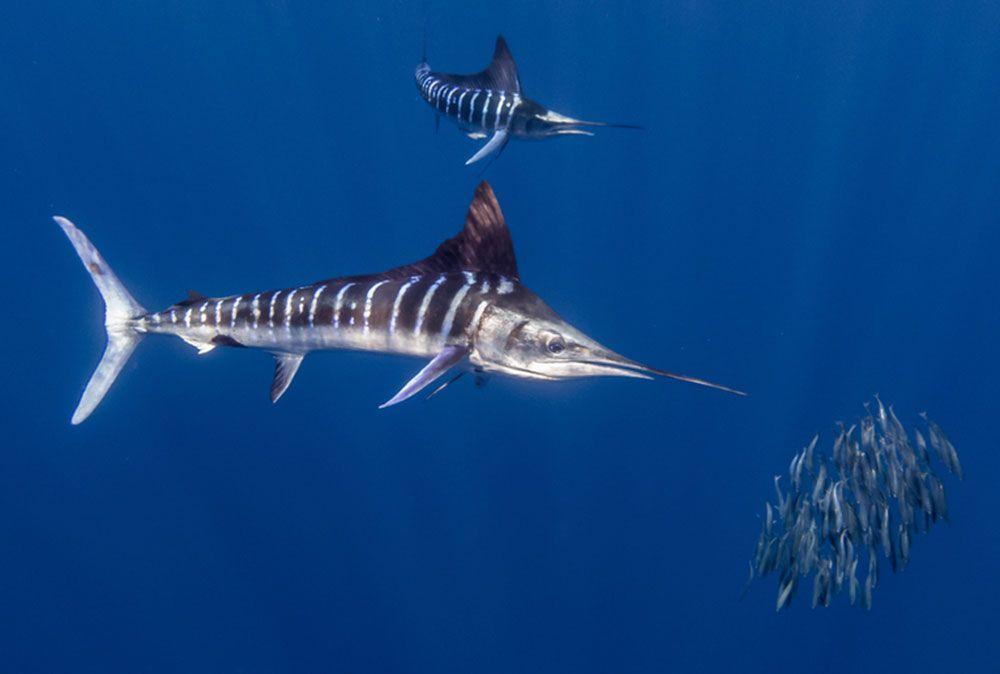 Marlin