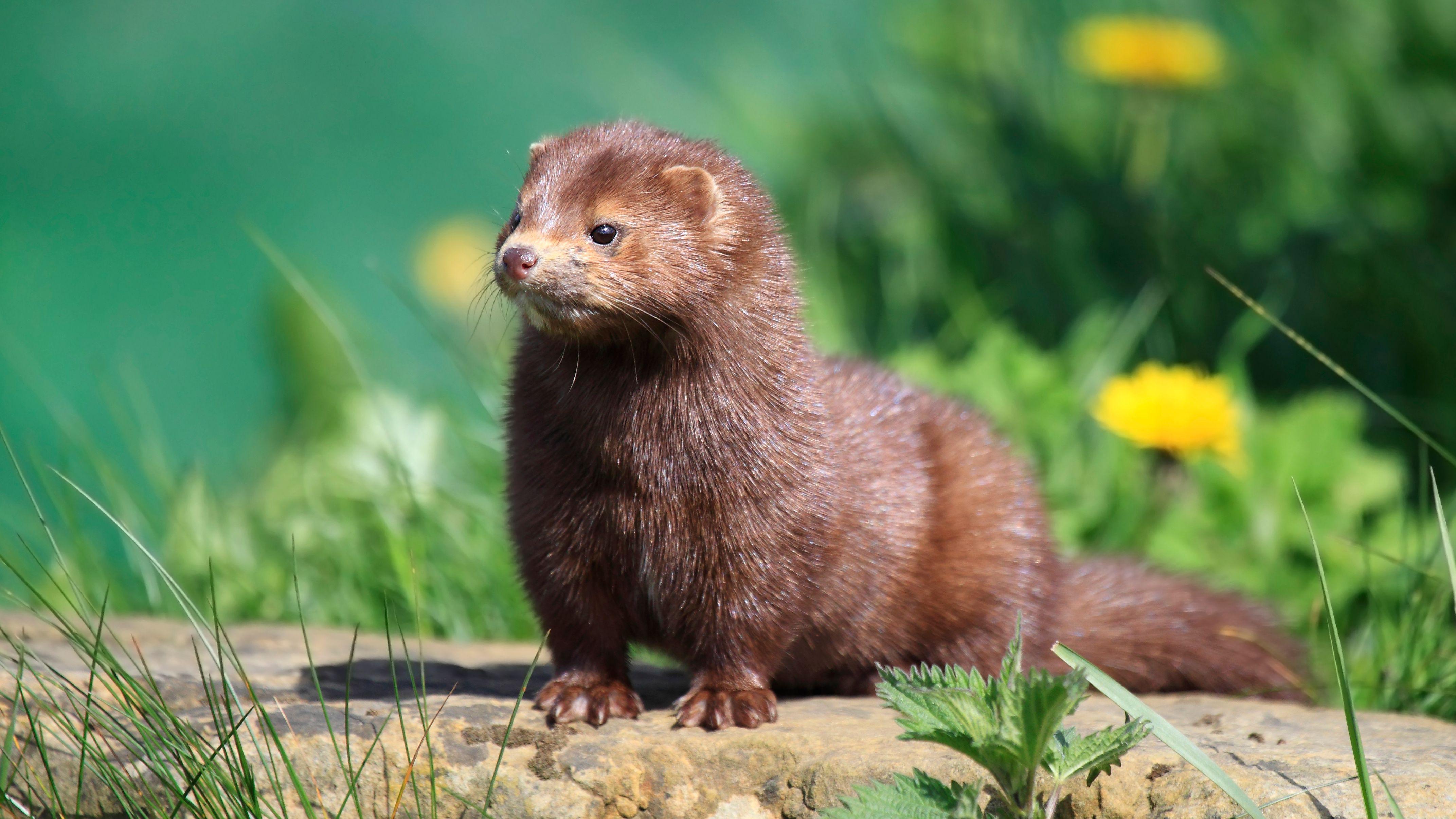 Mink