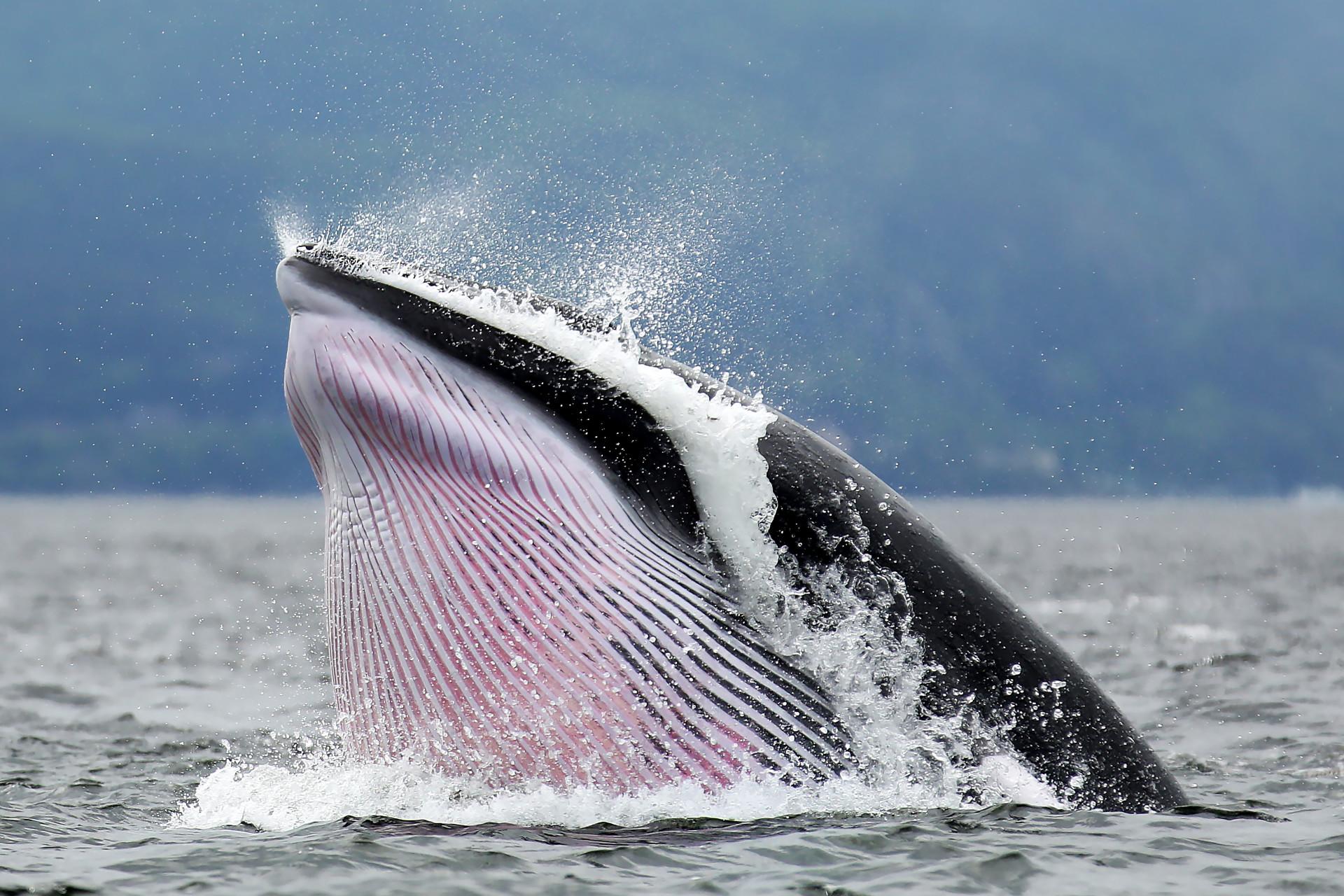 Minke_Whale