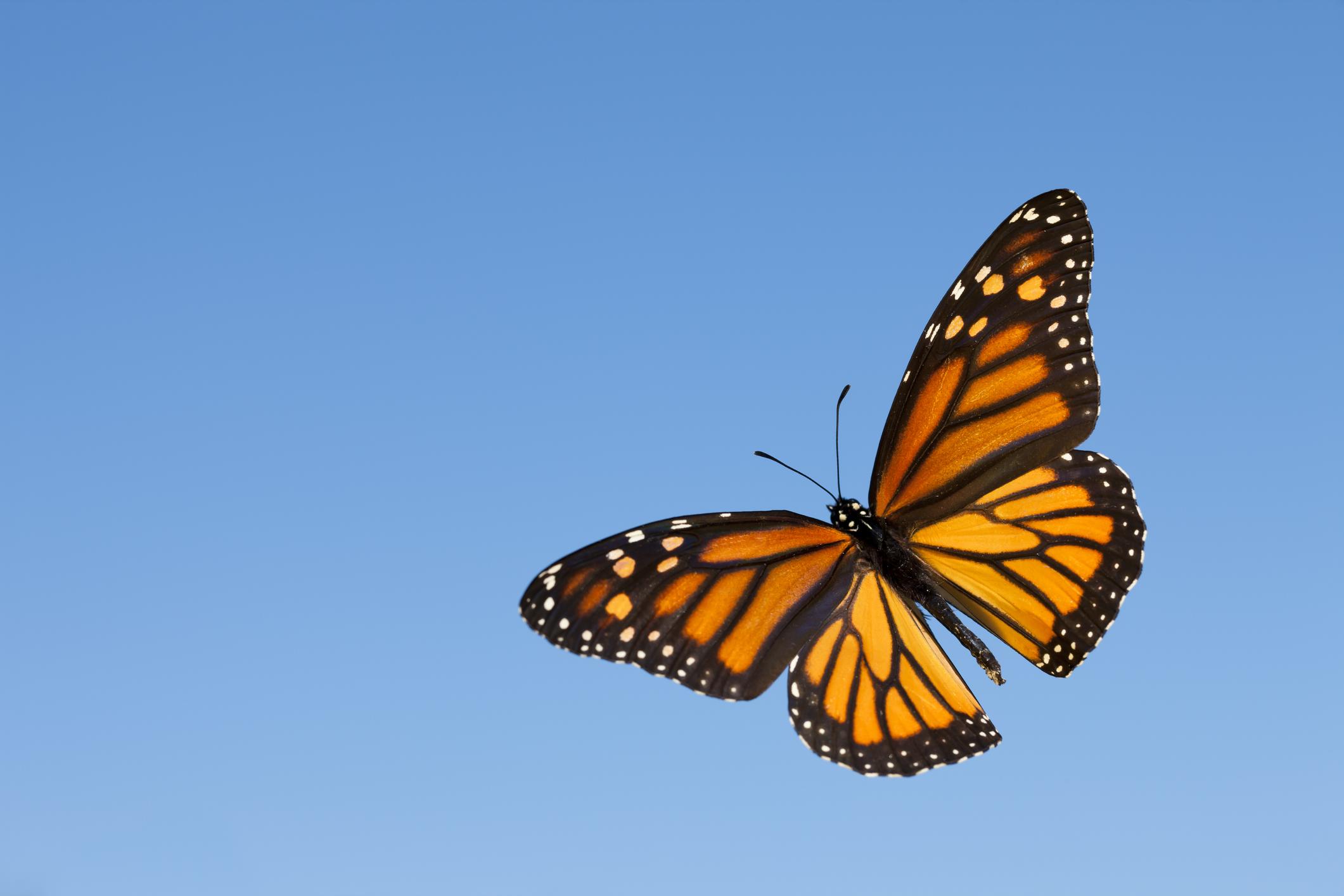 Monarch_Butterfly