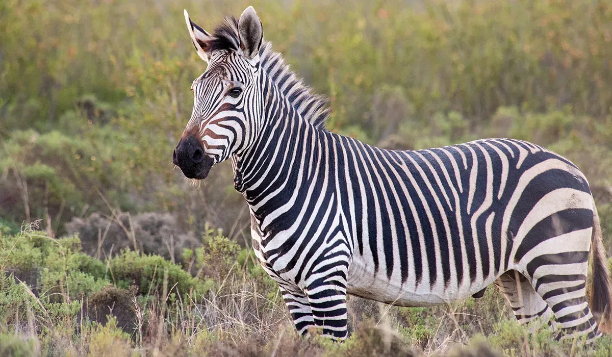 Mountain_Zebra