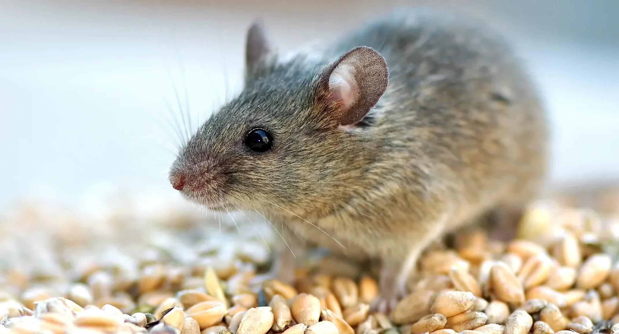 Mouse