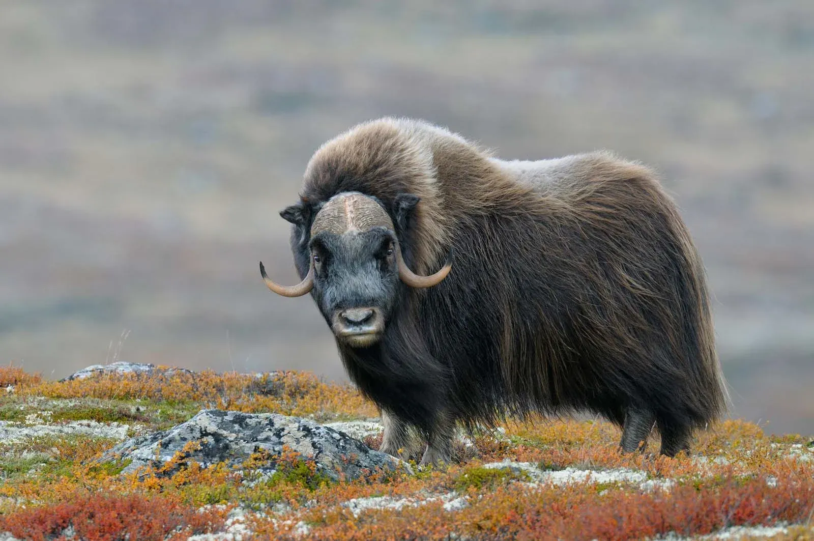 Musk_Ox