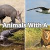 animals with a