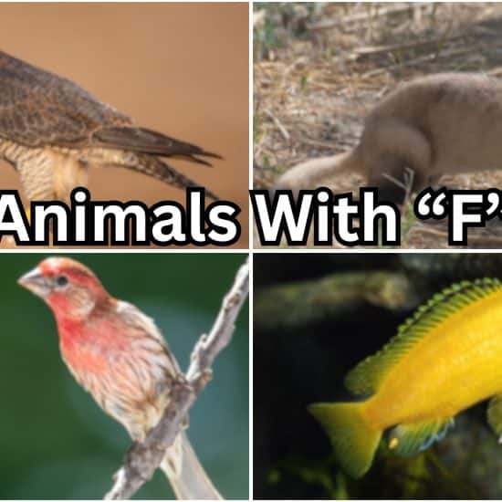 animals with f