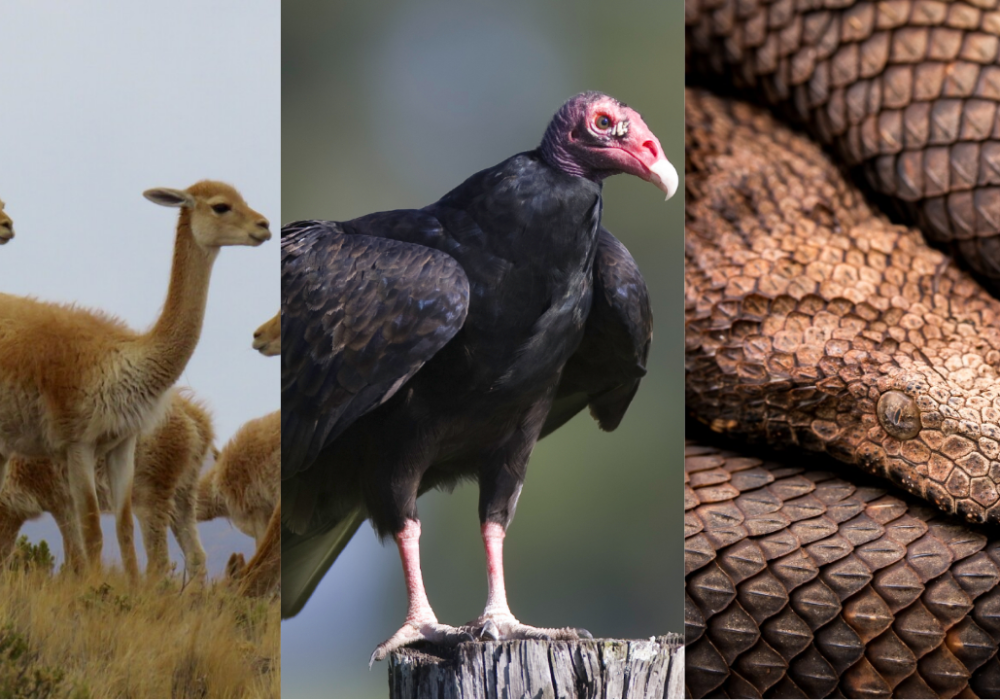 animals with v