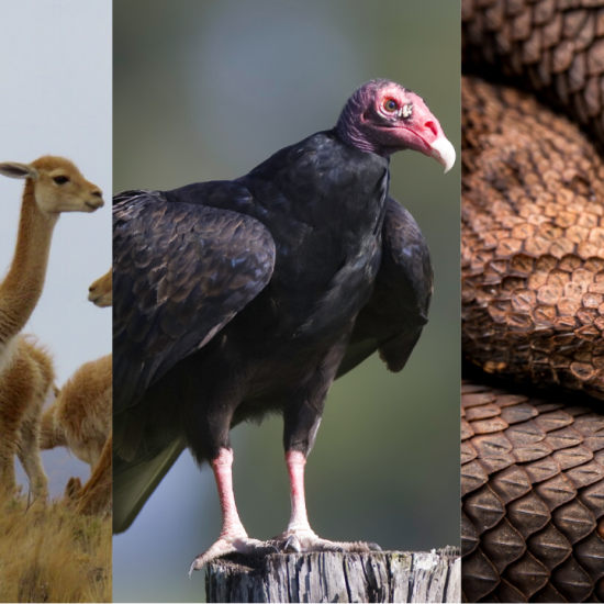 animals with v