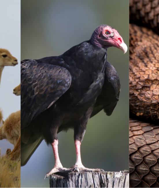 animals with v