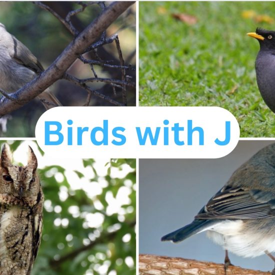 birds with j
