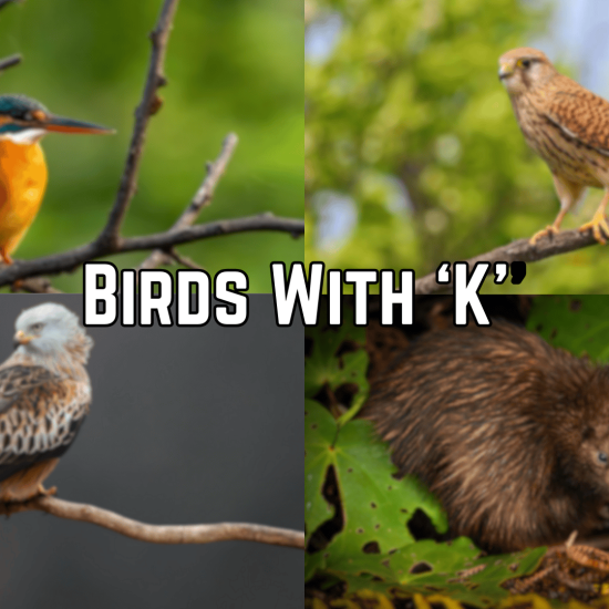 birds with k