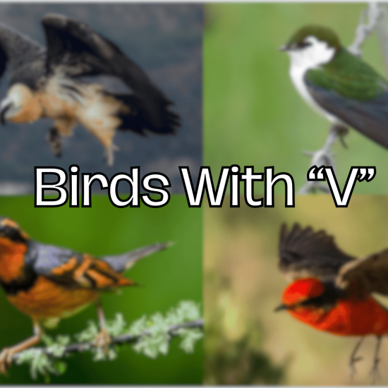 birds with v