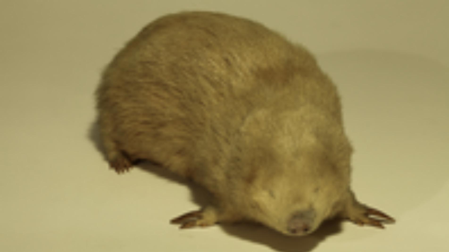 g-The_Giant_Golden_Mole_is_a_burrowing_mammal_found_in_the_grasslands_of_Southern_Africa
