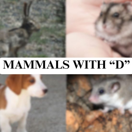 mammals with d
