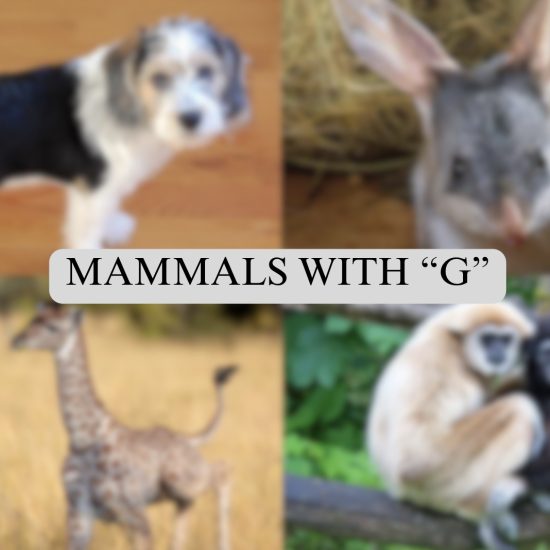 mammals with g
